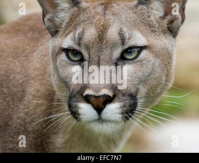 Puma, Cougar, Puma, Wildlife Heritige Stiftung, Kent, UK © Clarissa Debenham / Alamy Stockfoto