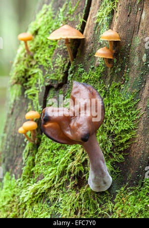 Hooded false Morel Pilz Stockfoto