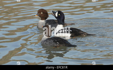 Barrows Goldeneye, Drake anzeigen für zwei Frauen Stockfoto