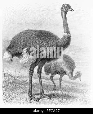 Zeichnung der Vogel Strauß (Struthio Camelus) vom Ende des 19. Jahrhunderts Stockfoto