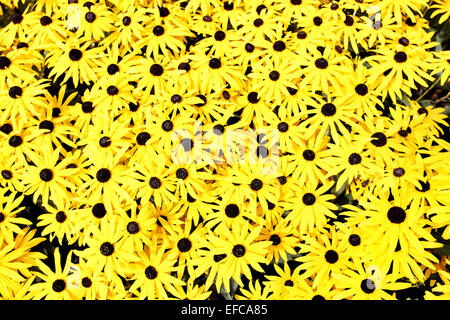Gelben Margeriten (Rudbeckia) Blume Hintergrund Stockfoto
