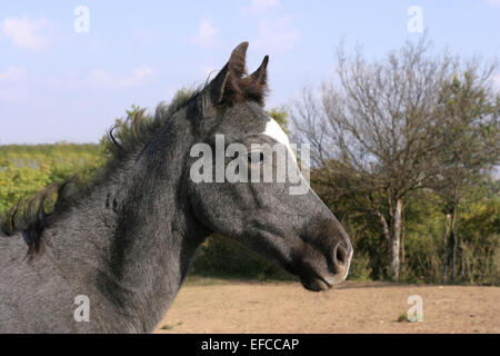 Nahaufnahme von einer grauen Youngster im Sommer Fahrerlager Stockfoto