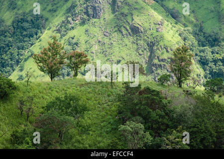 Blick auf Bäume und Little Adams Peak von Adams Peak.green Landschaft gesehen. Hügel, Berg, Berg. Ella Gap. Stockfoto