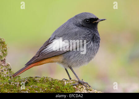 Hausrotschwanz männlich; Stockfoto