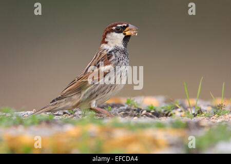 Spanische Spatz männlich; Stockfoto
