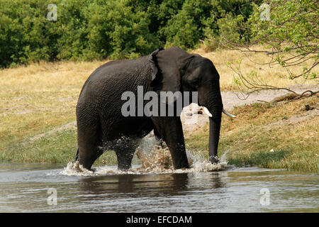 Afrikanische Elefanten aus Savuti Channel Botswana zu trinken. Elefanten kommen, um Wasser zweimal pro Tag für die Zucht von Herden oder einsame Männer Stockfoto