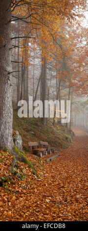 Nebel in einen herbstlichen Wald, Schönau bin Königsee, Upper Bavaria, Bayern, Deutschland, Europa Stockfoto