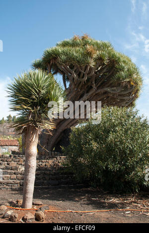 Kanarischen Inseln Drachenbäumen stammen aus La Palma, Teneriffa, Gran Canaria und ein paar andere Inseln im Atlantischen Ozean. Stockfoto