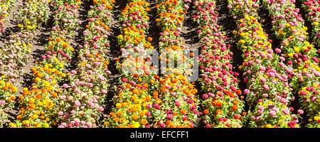 Tagetes farbigen Feld, während Frühjahrssaison kultiviert Stockfoto