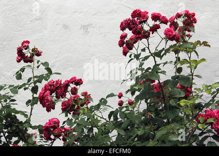 Rosen gegen eine leichte graue Hauswand Stockfoto