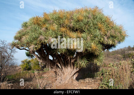 Kanarischen Inseln Drachenbäumen stammen aus La Palma, Teneriffa, Gran Canaria und ein paar andere Inseln im Atlantischen Ozean. Stockfoto