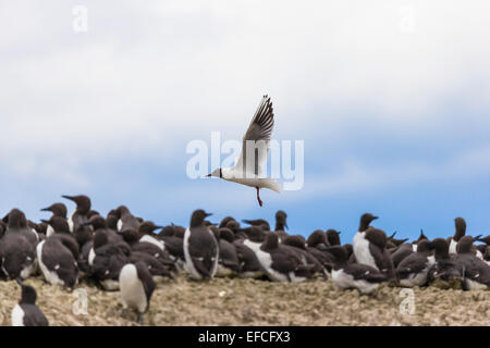 Schwarze Spitze Möwe im Flug, Farne Islands Stockfoto