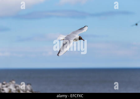 Schwarze Spitze Möwe im Flug, Farne Islands Stockfoto