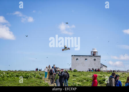 Papageientaucher und Besucher auf Farne Islands Stockfoto