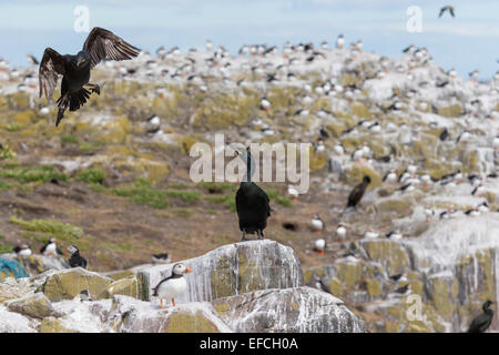 Shag hereinkommen zu landen (Phalacrocorax Aristotelis), Farne Islands Stockfoto