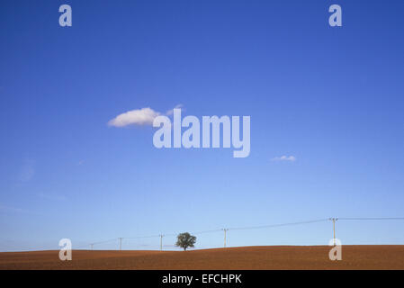 Einsamer Ahorn Baum am Horizont des rollenden Acker mit Stromleitung und einzige Wolke Stockfoto