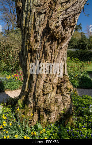 Baumstamm mit Tief zerfurcht und knorrige Rinde Stockfoto