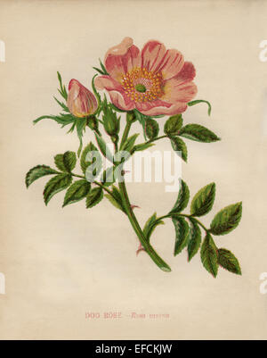 Hundsrose (Rosa Canina) Farblitho Künstler: Anne Pratt "Wildblumen" 1852 Stockfoto