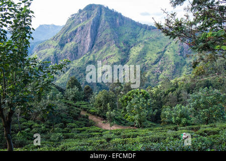 Blick auf Adam es Peak von kleinen Adam Peak.green Landschaft gesehen. Hügel, Berg, Berg. Ella Gap.Tea Plantagenarbeiter Kommissionierung Tee Stockfoto