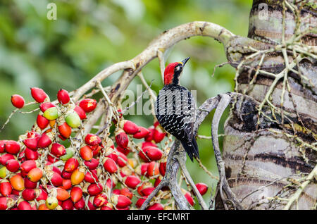 Ein schwarz-cheeked Specht (Melanerpes Pucherani) ernähren sich von bunten Palmfrucht. Belize, Mittelamerika. Stockfoto