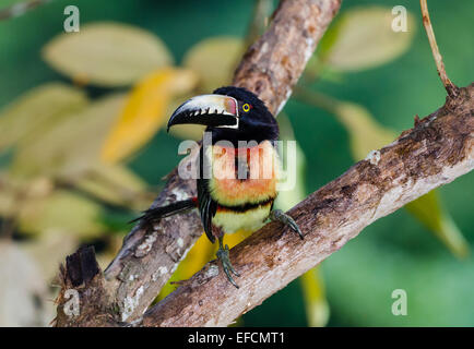 Collared Aracari (Pteroglossus Manlius) auf einem Ast. Belize, Mittelamerika. Stockfoto