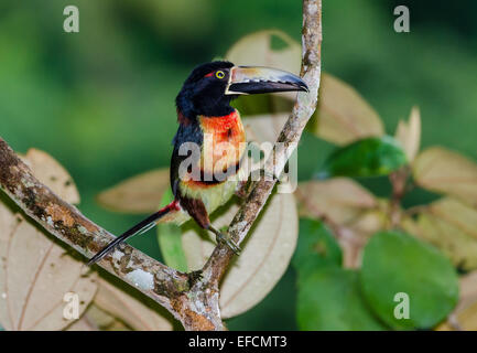 Collared Aracari (Pteroglossus Manlius) auf einem Ast. Belize, Mittelamerika. Stockfoto