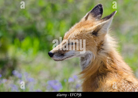 Rotfuchs Mutter (Vulpes Vulpes) wacht über ihre jungen (Bild) ab. Stockfoto