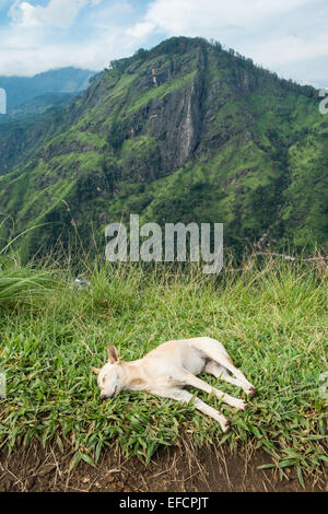 Blick auf Adam es Peak vom Gipfel von Little Adams Peak aus gesehen. grüne Landschaft. Adam Peak.Road, Ella.Hill,mount,mountain. Hund. Stockfoto