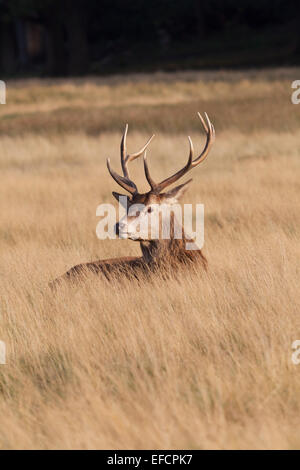 UK, London, Richmond Park, junge männliche Rothirsche. Stockfoto