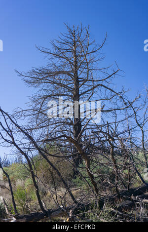 Einzigen Kiefer verkohlt und stehen auf einem Berggipfel in Kalifornien. Stockfoto