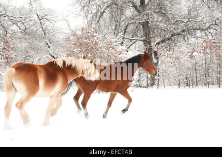 Belgische Zugpferd beißen ein anderes Pferd beim Spielen im Schnee Stockfoto