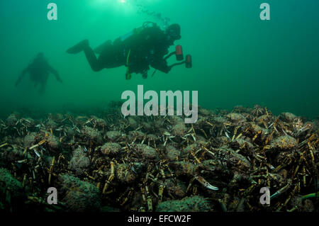 Giant Spider Crab Tauchen. Stockfoto