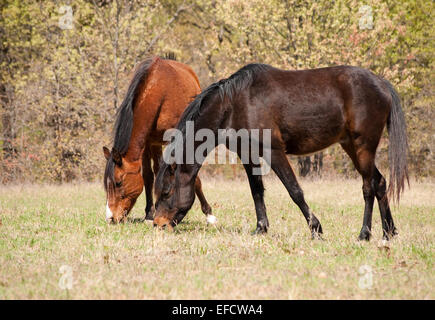 Zwei Pferde im sonnigen Frühlingstagen Weide Stockfoto