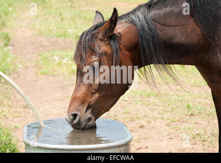 Dark Bay Arabisches Pferd trinken von Wasser-Trog an einem heißen Sommertag Stockfoto