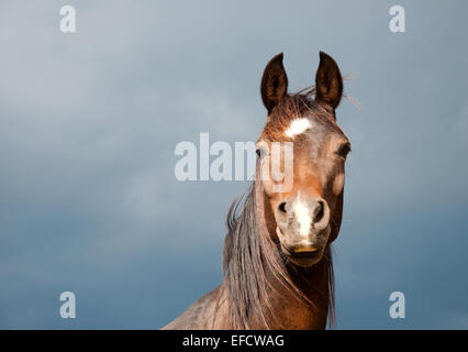 Schöne dunkle Bucht arabischen Pferdes mit seinen Ohren spitzte gegen stürmischen Wolken Stockfoto