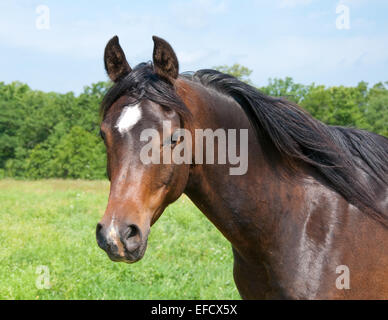 Schöne dunkle Fledermaus Arabisches Pferd auf der Weide, Blick auf den Betrachter Stockfoto