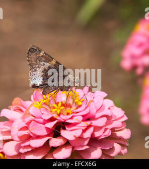Hoary Rand Schmetterling auf doppelte rosa Zinnie Stockfoto