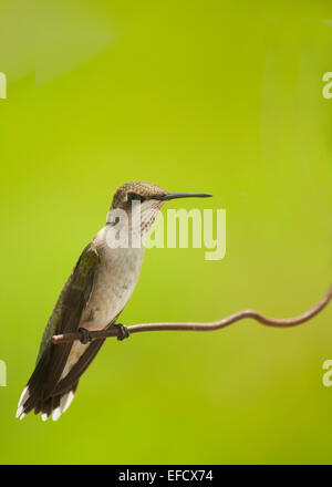 Schöne Jugendliche männliche Kolibri sitzen auf einem Draht gegen hellen grünen Hintergrund Stockfoto