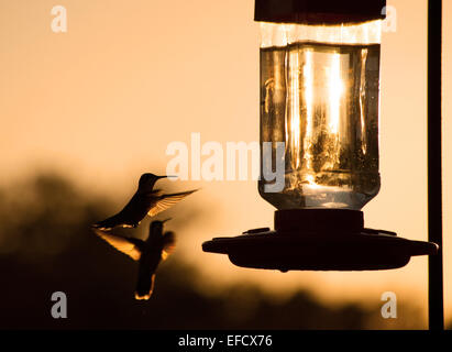 Silhouette eines Kolibris schweben, immer bereit, bei Einzug bei Sonnenuntergang, in Sepia-Farbton zu ernähren Stockfoto