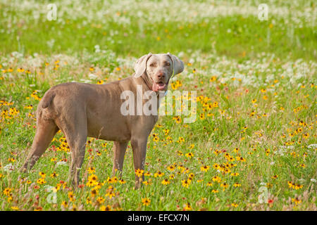 Wunderschöne Weimaraner Hund schauen den Betrachter in eine bunte Wiese von wilden Blumen Stockfoto