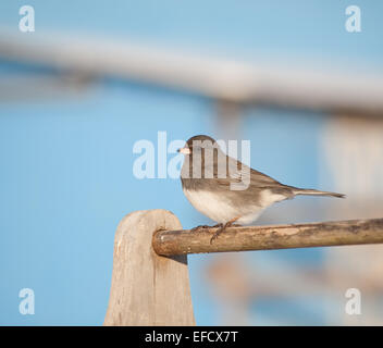 Dunkel-gemustertes Junco gegen eine helle blaue Scheune an einem sonnigen Wintertag Stockfoto