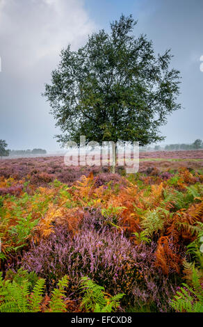 Ein Baum unter der Ginster und Heidekraut auf Westleton Heath. Stockfoto