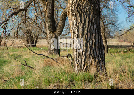 Cottonwood, Rocky Mountain Arsenal National Wildlife Refuge, Colorado Stockfoto