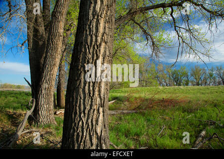 Cottonwood, Rocky Mountain Arsenal National Wildlife Refuge, Colorado Stockfoto