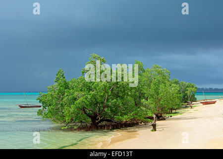 Mangrovenbäume und Regenwolken auf der tropischen Küste von Sansibar Stockfoto