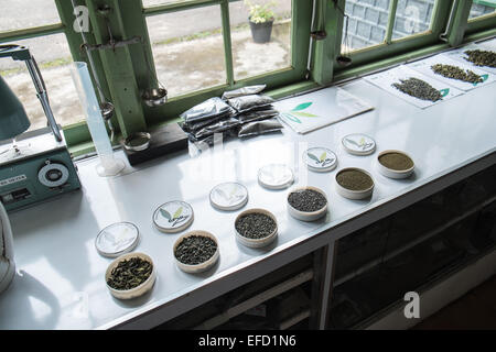 Newburgh Estate, Teil von Finlays Teeplantage in der Nähe von Little Adams Peak, 3 km von Ella Stadt. Grüner Tee produziert. Teeblätter. Stockfoto