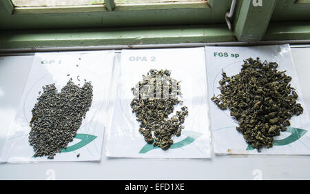 Newburgh Estate, Teil von Finlays Teeplantage in der Nähe von Little Adams Peak, 3 km von Ella Stadt. Grüner Tee produziert. Teeblätter. Stockfoto