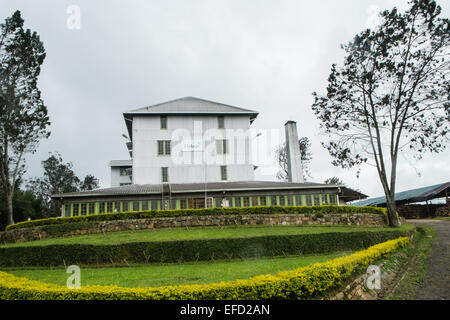 Newburgh Estate, Teil von Finlays Teeplantage in der Nähe von Little Adams Peak, 3 km von Ella Stadt. Grüner Tee produziert. Stockfoto