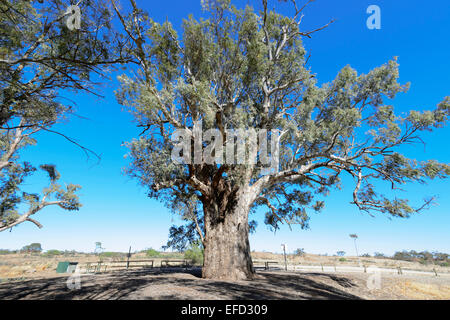 500 Jahre alten Orroroo Giant Gum Tree (Eucalyptus Camaldulensis), Orruro, South Australia, SA, Australien Stockfoto