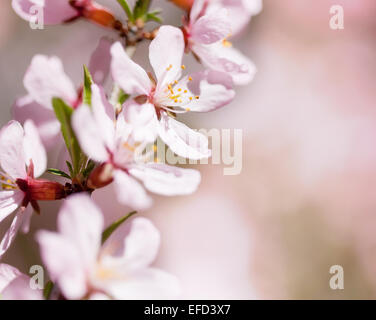 Prunus Serrulata oder japanische Kirsche in voller Blüte Stockfoto